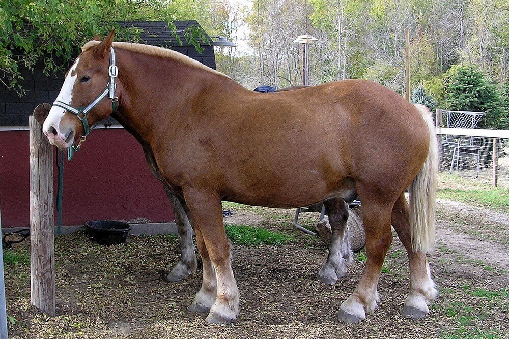 belgian draft horse