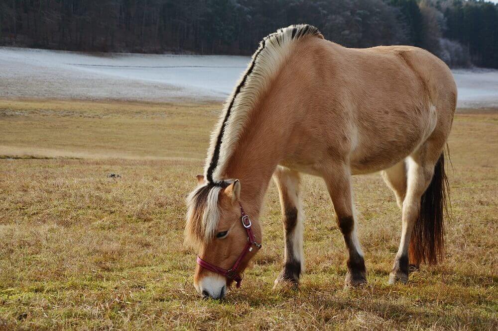 fjord horse breed