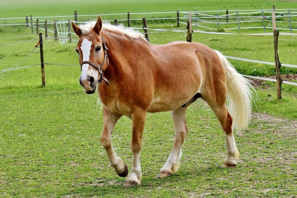 warmblood horse breed