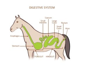 horse colic