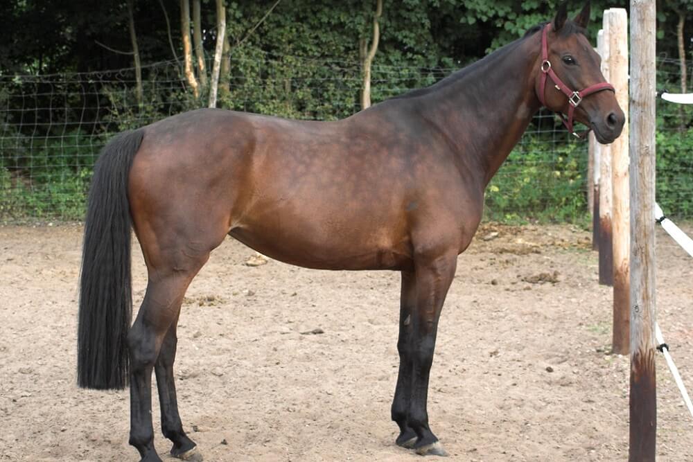 oldenburg horse breed