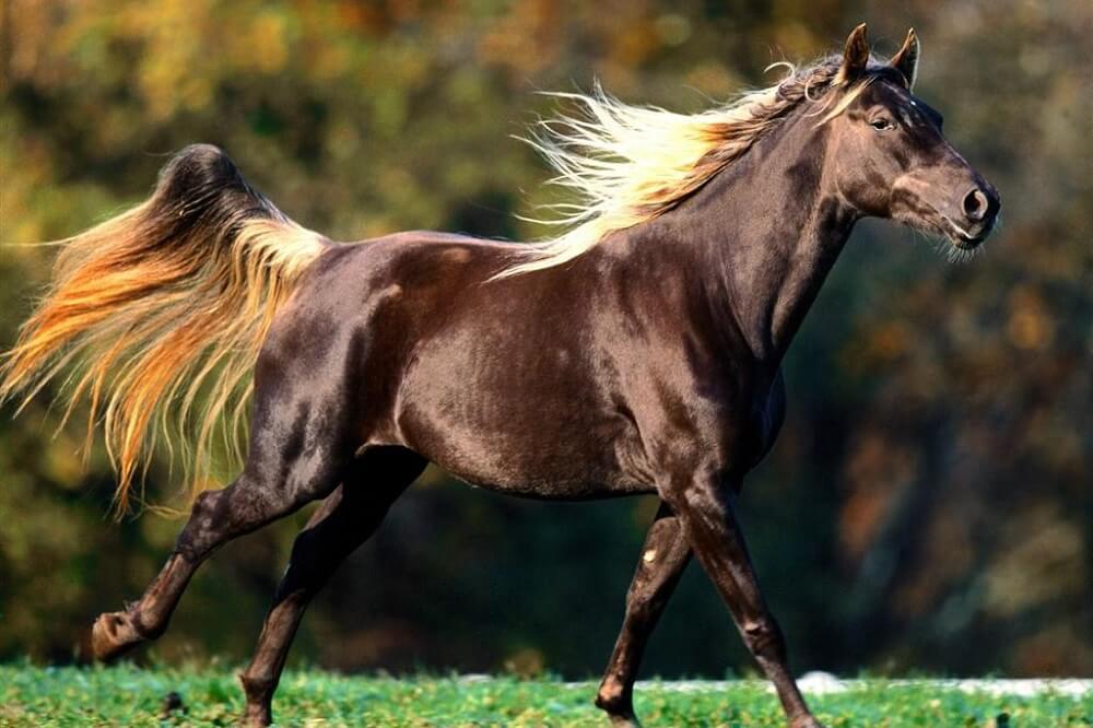 rocky mountain horse