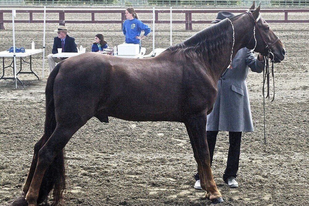 tennessee walking horse
