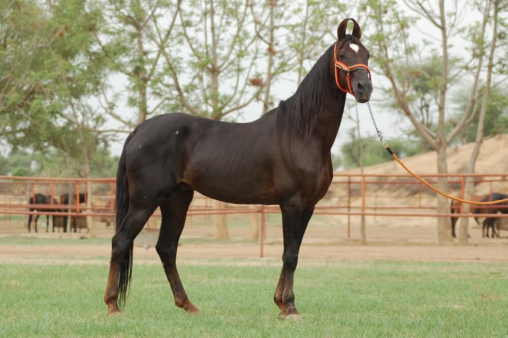 marwari horse or pony