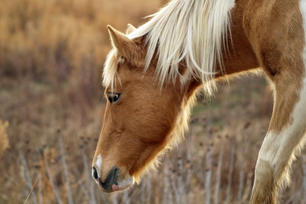 138 Perfect Horse Names For Your Equine Friend In 2020