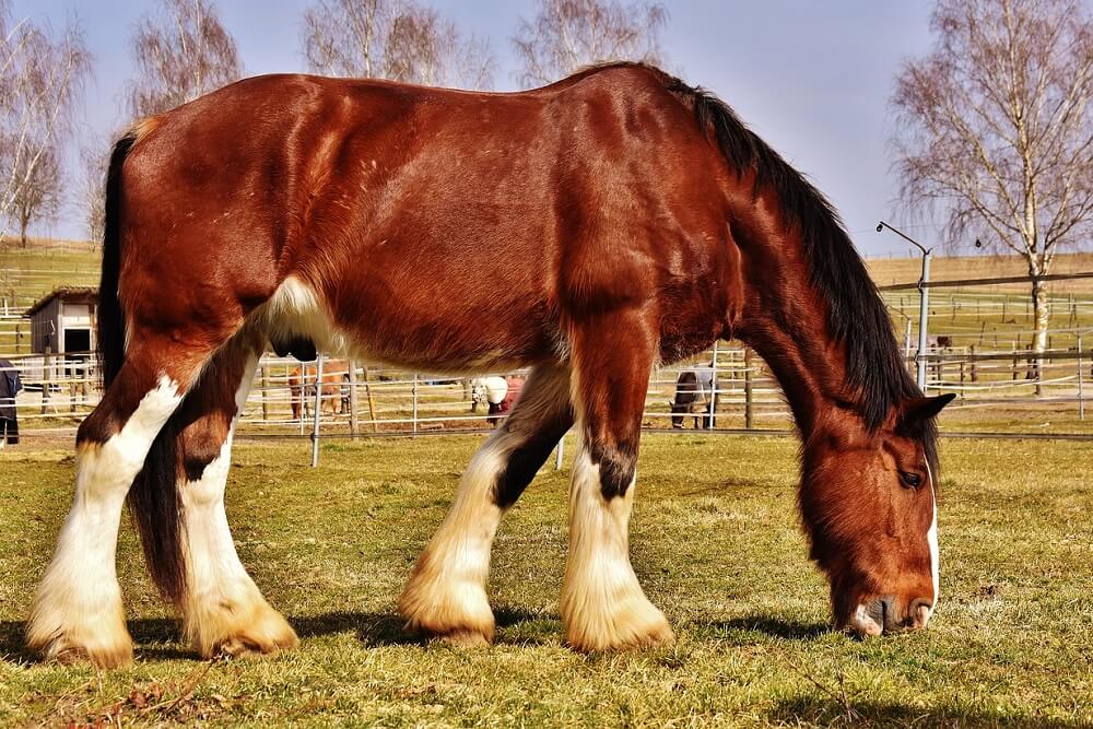 shire horse is tallest horse breed