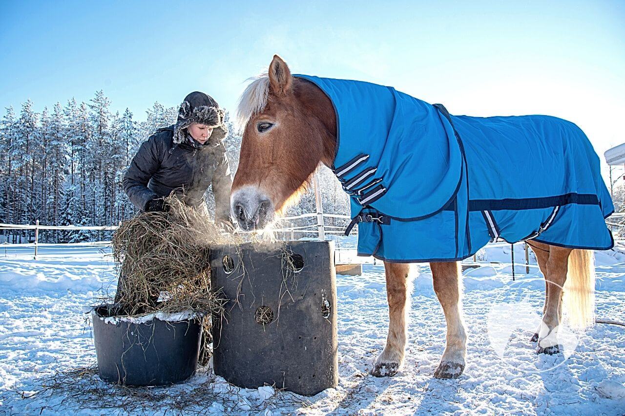 Should I feed my horse more in the winter