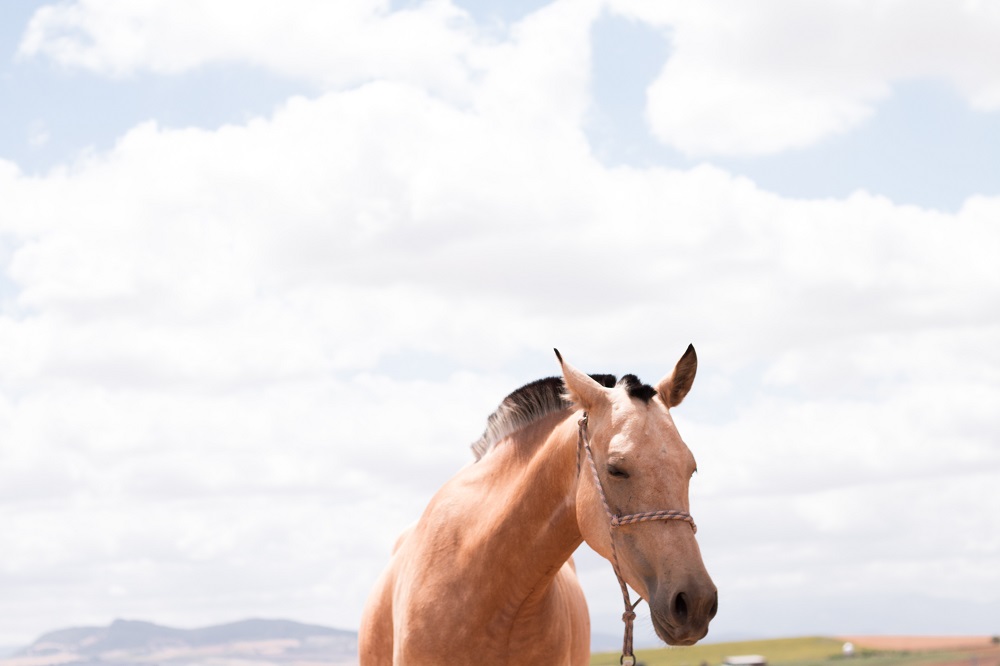 what can you do if your horse has heatstroke