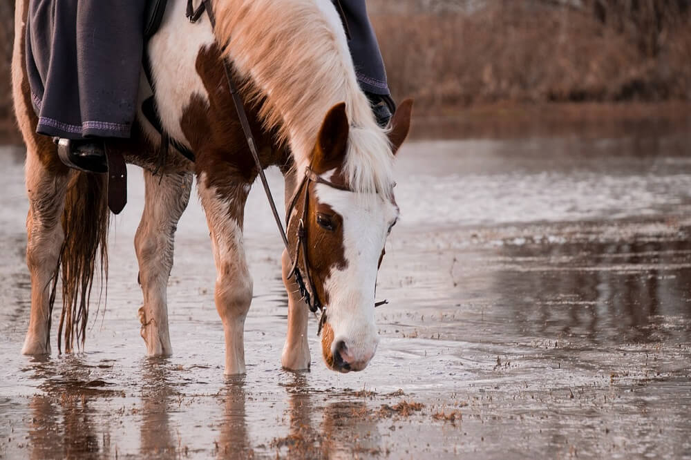 why do horses need good hydration