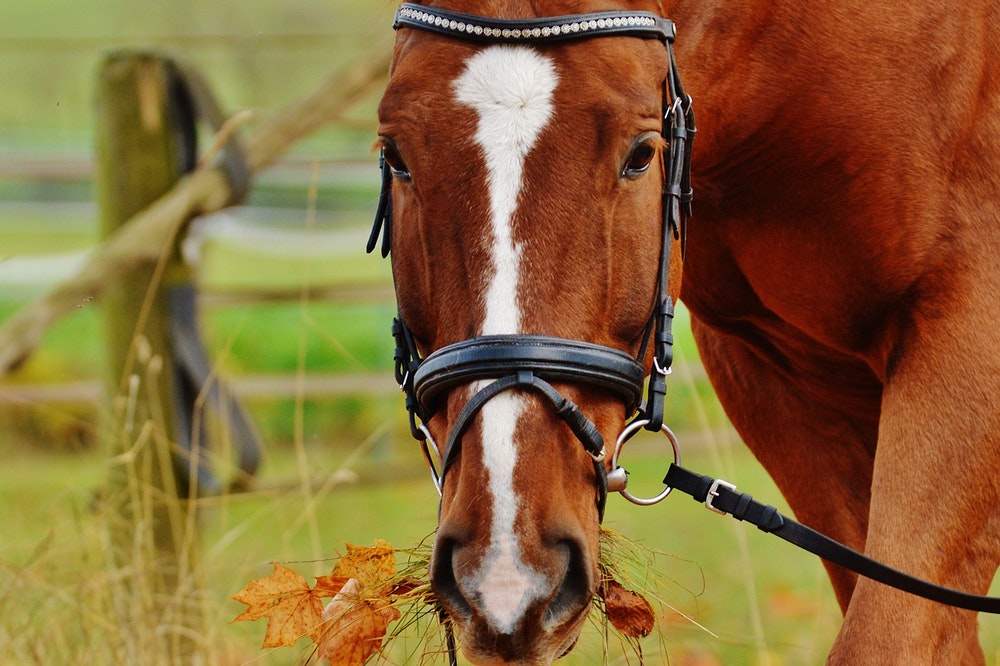 horse's deworming needs