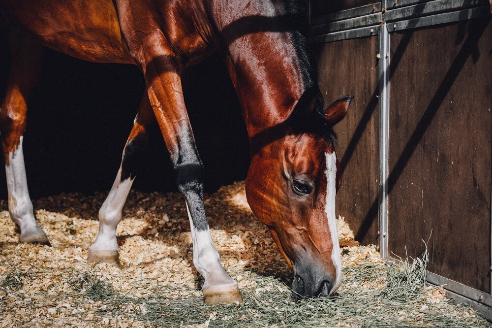 how to clean a horse stall fast