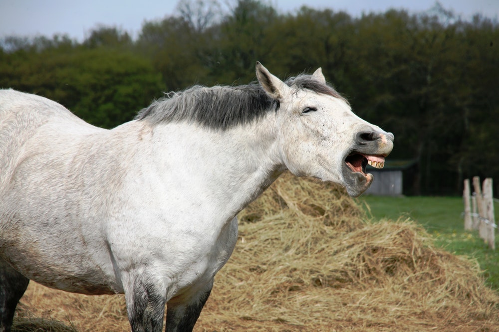 how to make salt licks for horses