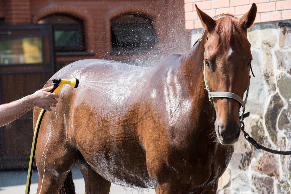 what should i use to wash my horse