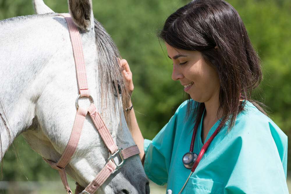 how is cancer diagnosed in horses