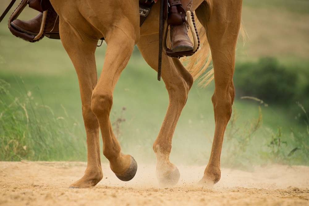 how can you tell if your horse has an abscess