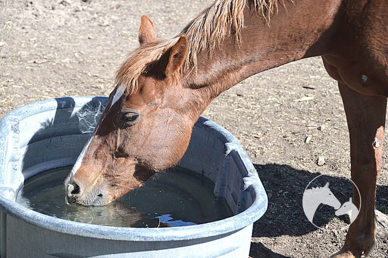 How Can You Keep Your Horse Well-Hydrated