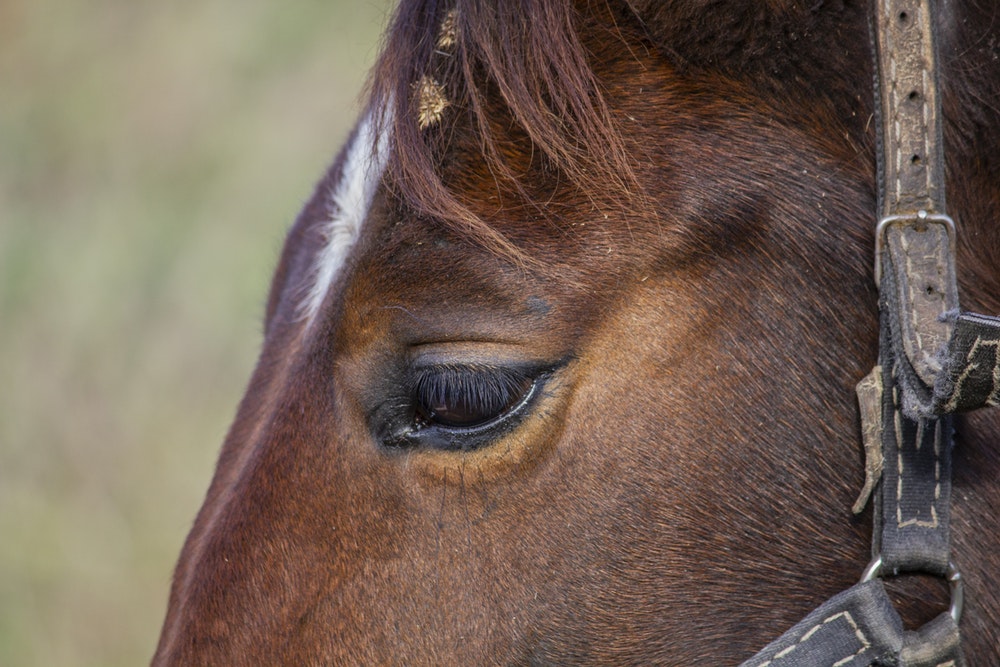 what causes a horse to develop cancer