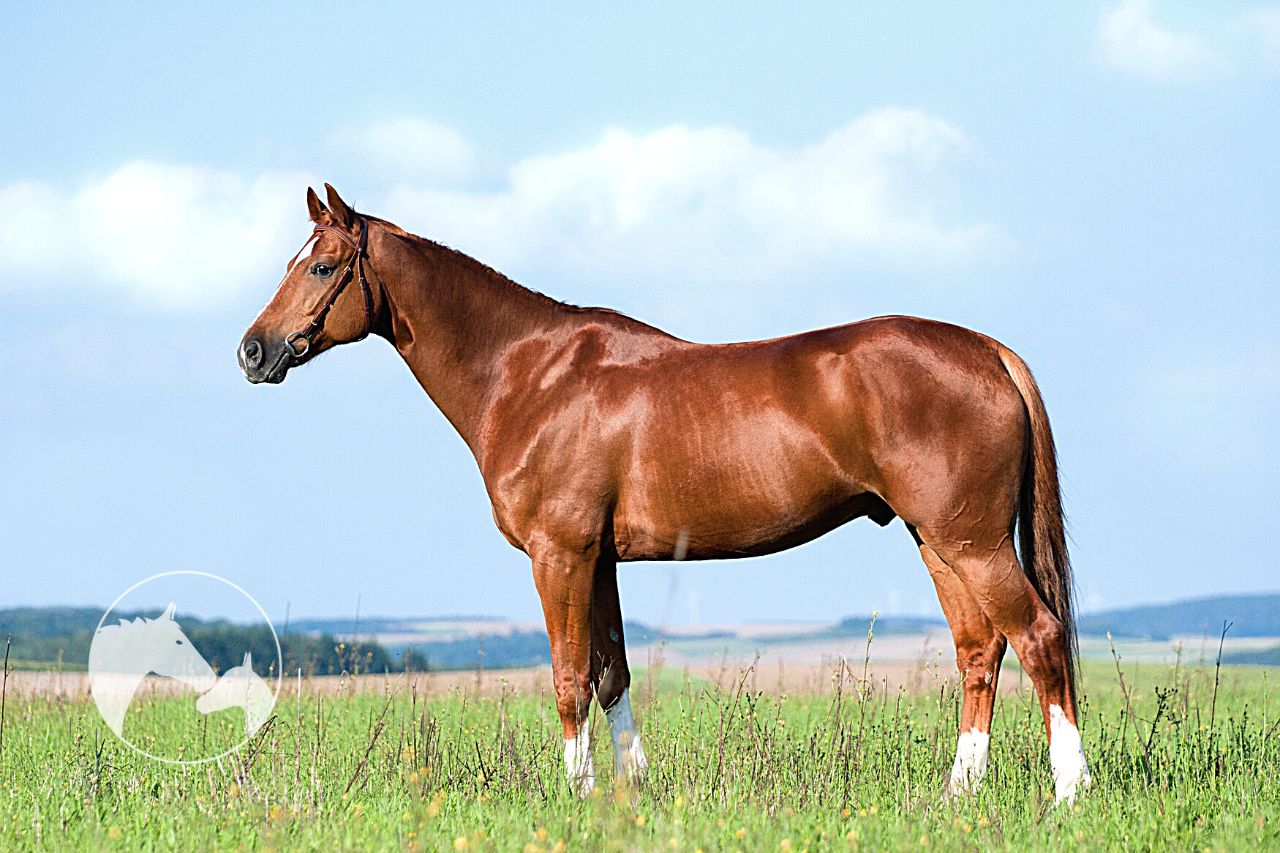 Horse Conformation - Why It Is Important