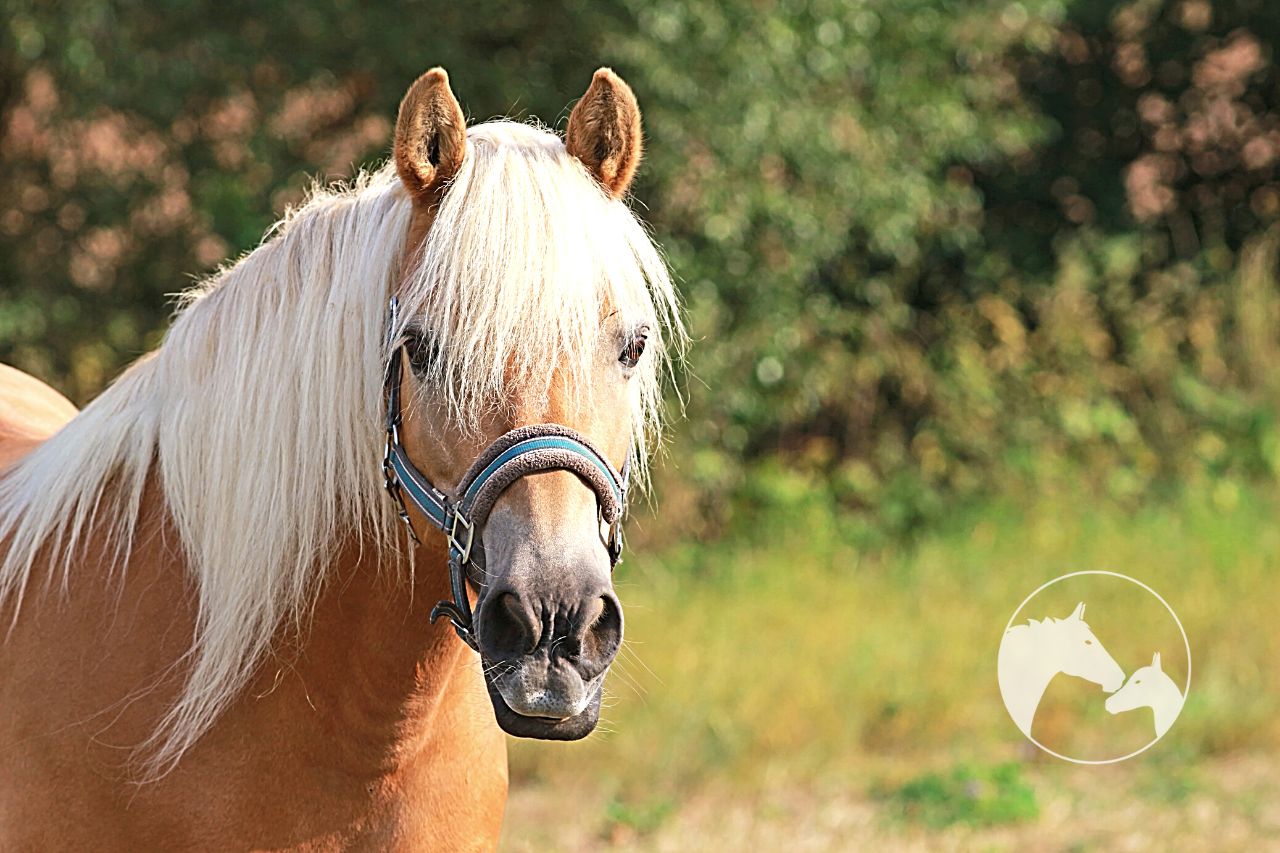what can you do to prevent fleas on horses