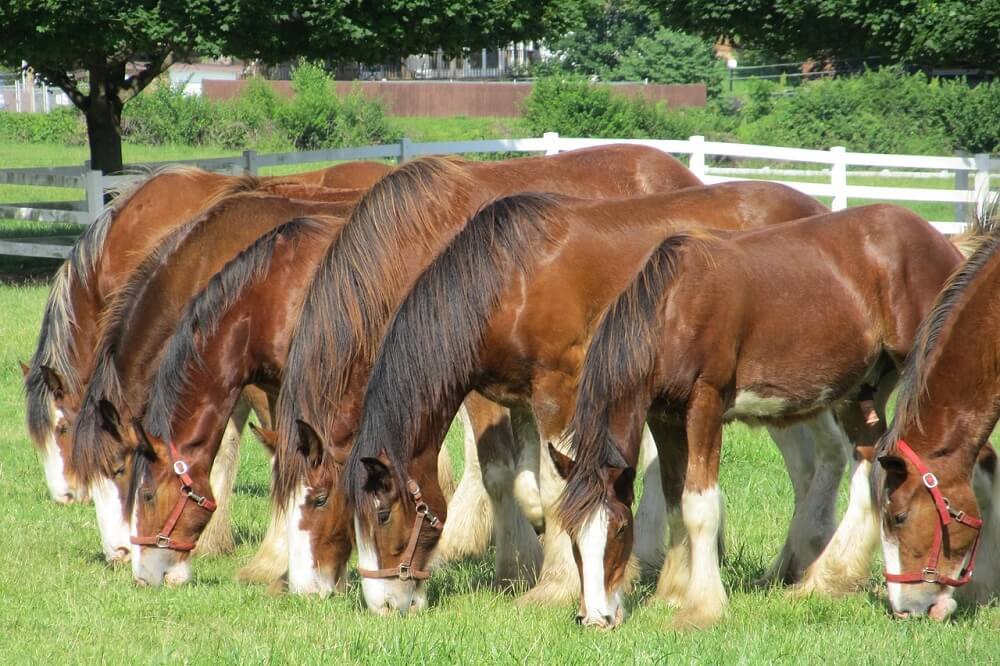 clydesdale horse