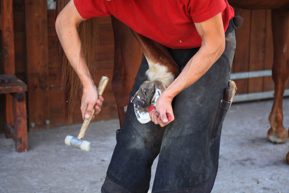 good ways to manage your horses’ hooves