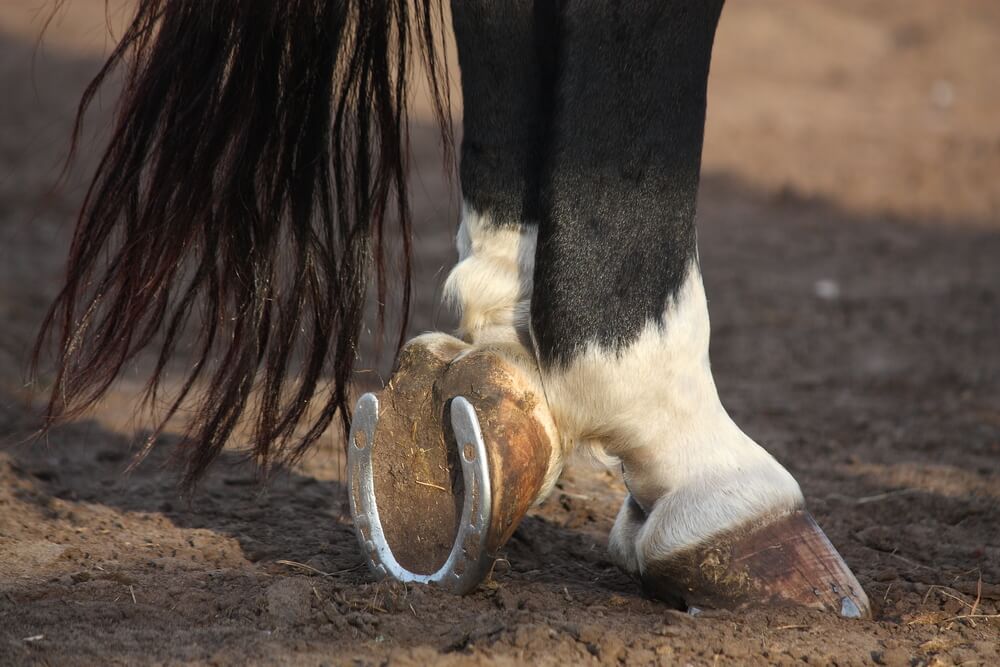 how long does it take a hoof abscess to heal