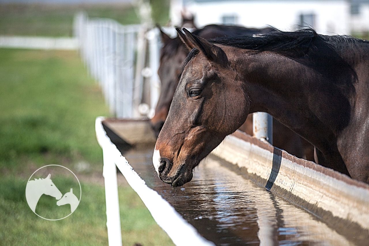 How Much Clean Water Does A Horse Need