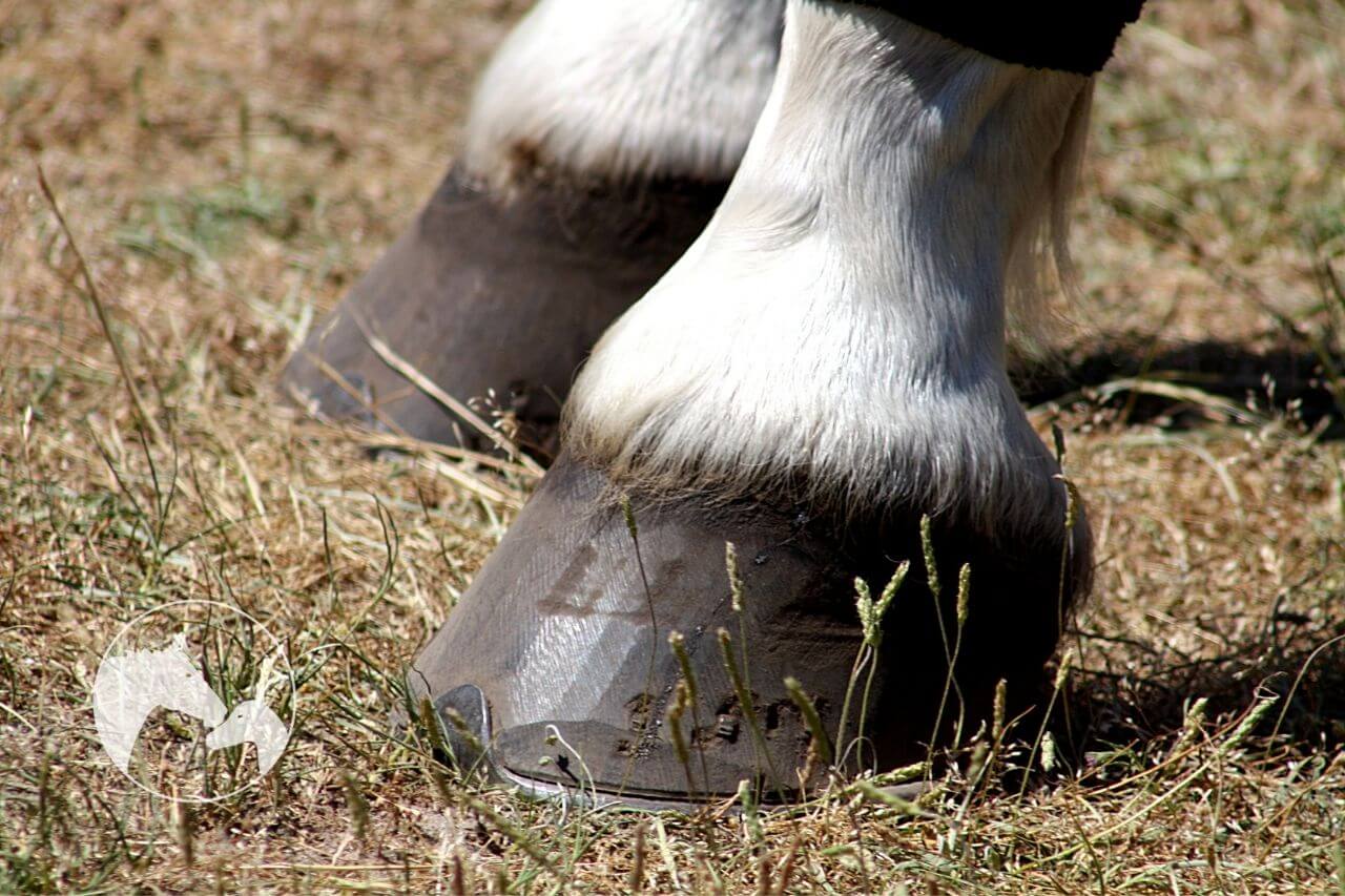 how long does it take a hoof abscess to heal