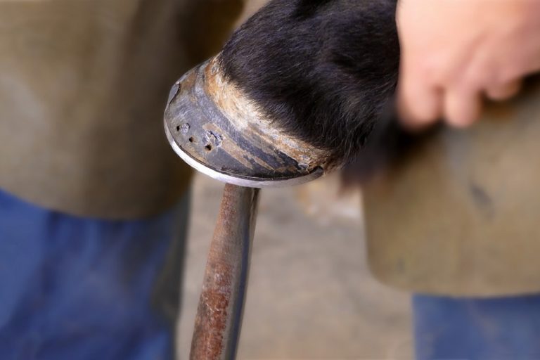 will a hoof abscess heal on its own