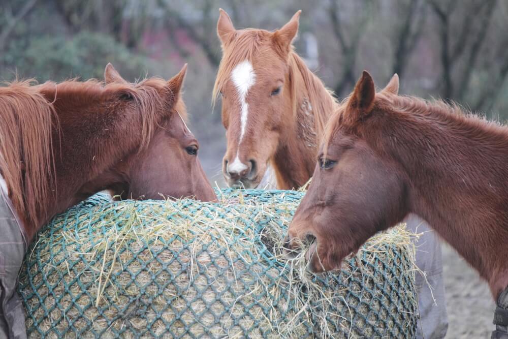 Slow Horse Hay Round Bale Net Feeder Save $$ Eliminates Waste Fits 4' x 5' Bales 