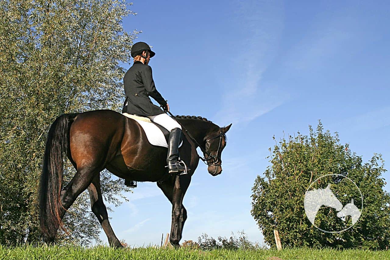 correct hand position for horse riding Frequently Asked Questions