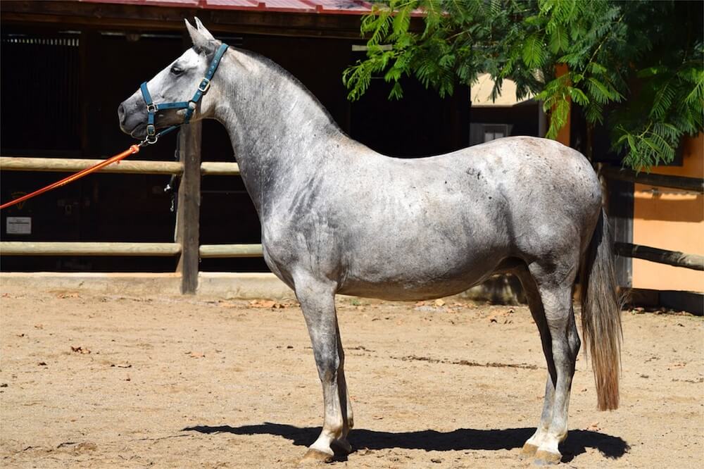 15 Spanish Horse Breeds That Are So Delightful Horses Foals