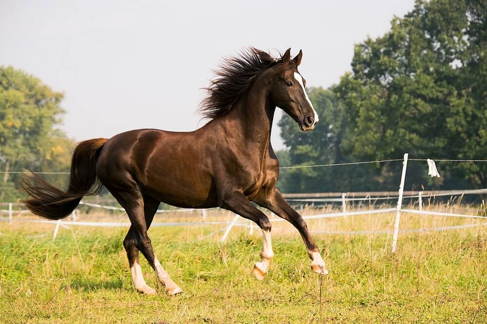 Are Pure Bred Horses Strongest