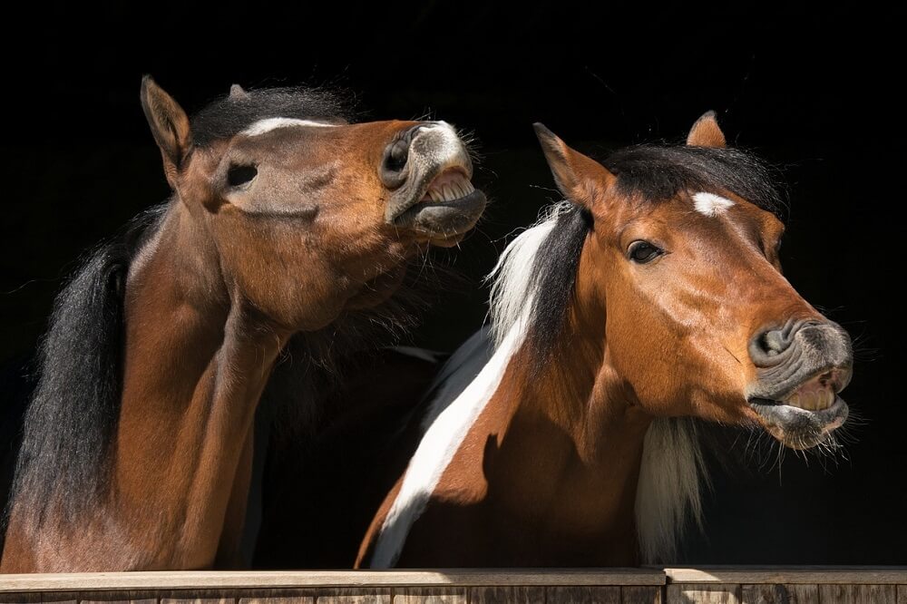 What Causes Horses To Experience Separation Anxiety