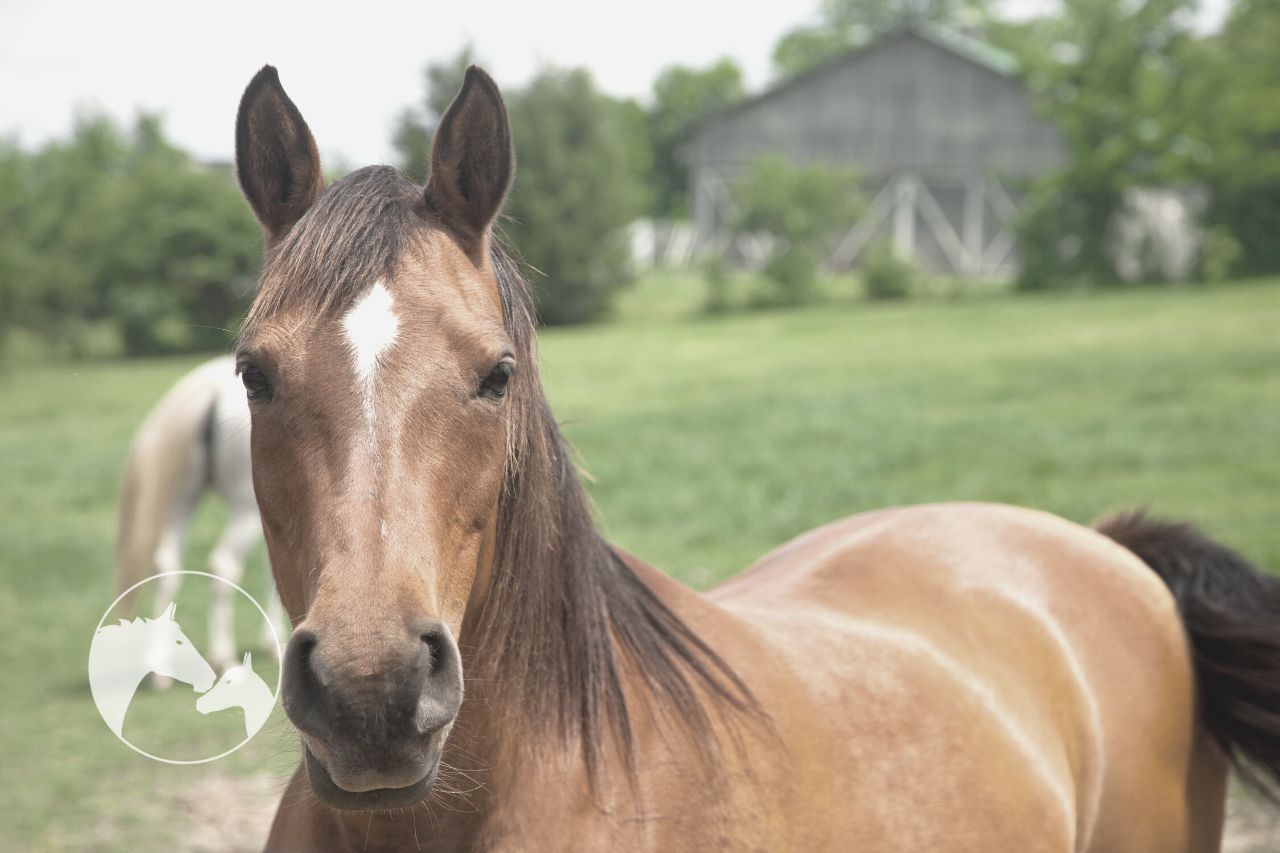 how long are horses pregnant Frequently Asked Questions