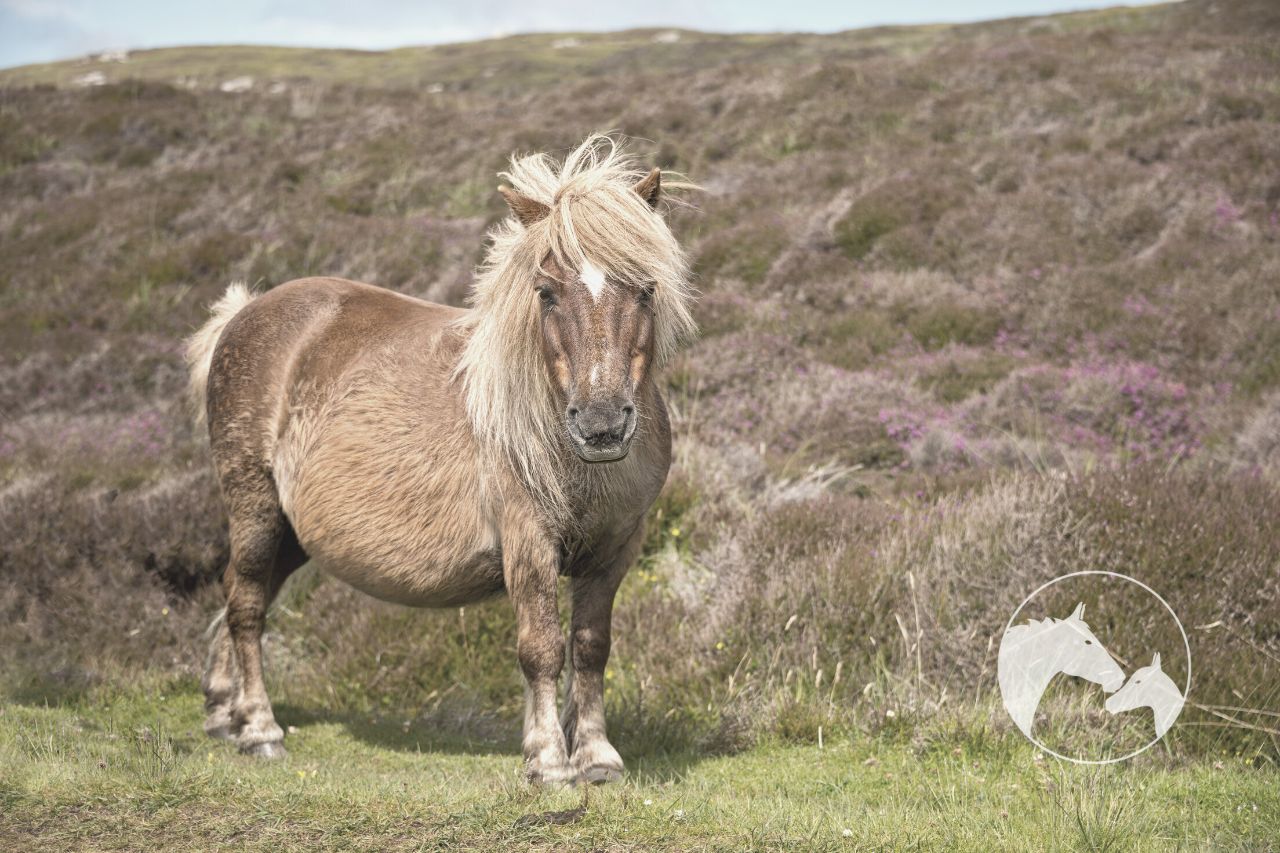 shetland pony vs miniature horse Frequently Asked Questions