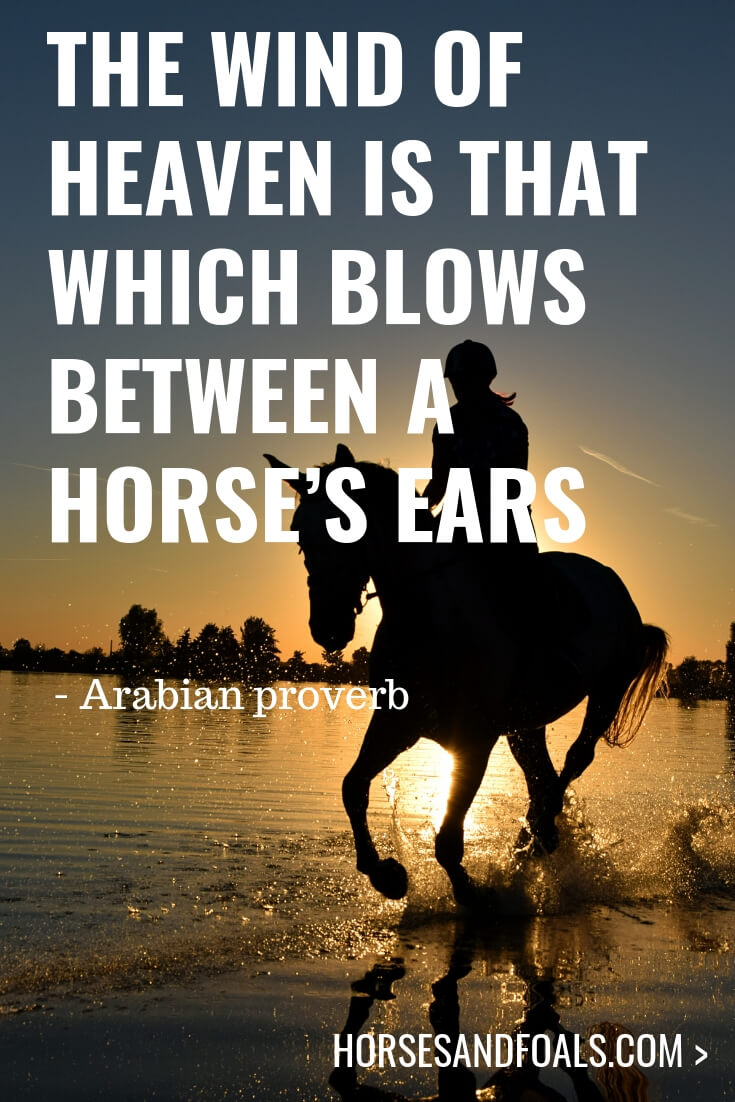 The wind of heaven is that which blows between a horse’s ears - 