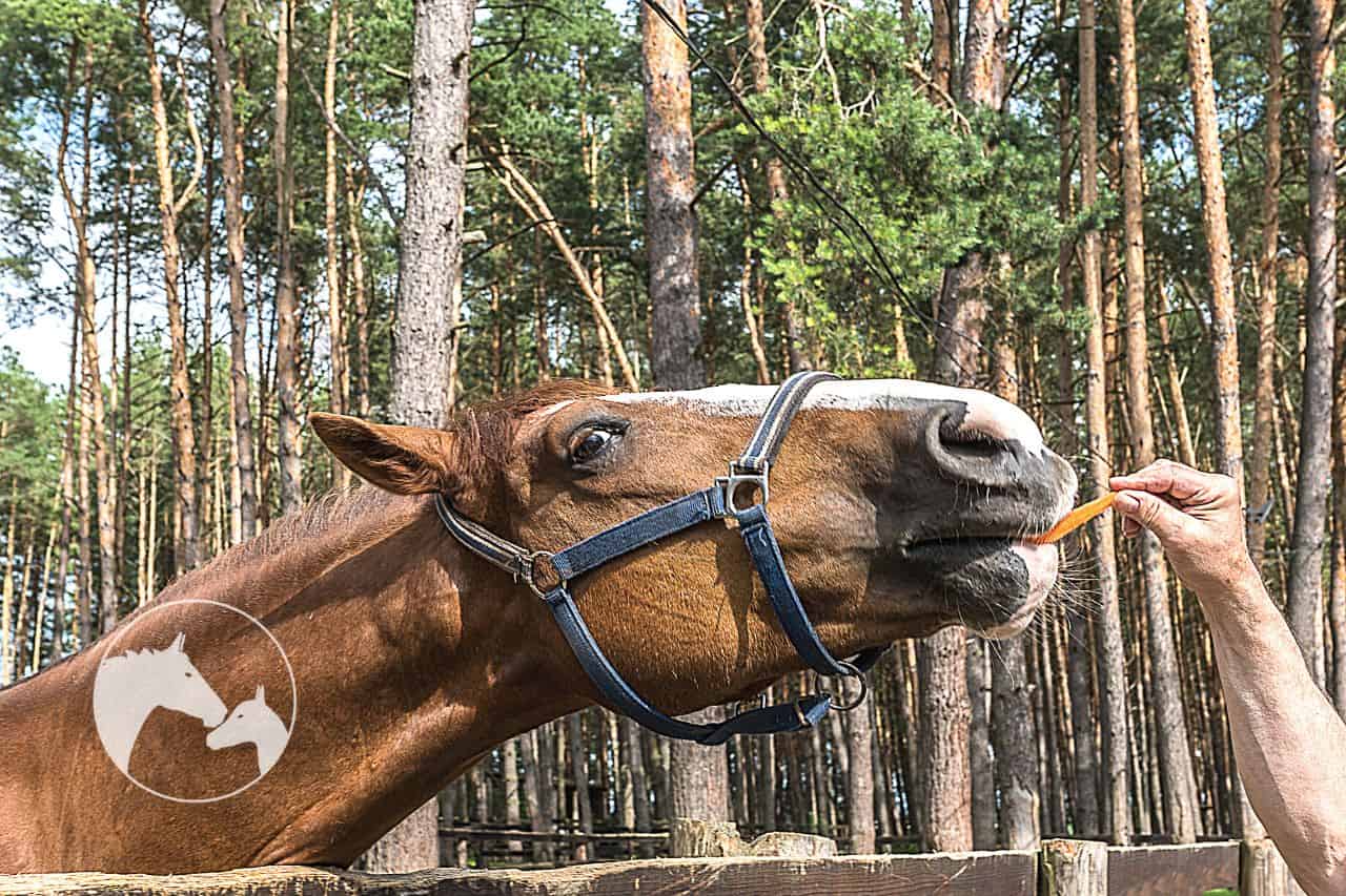Can You Give Your Horse Whole Pieces Of Fruit Or Vegetables?