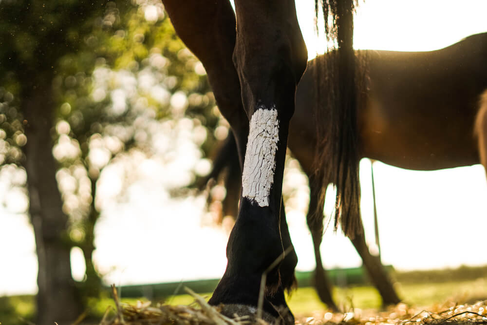 how to treat an open wound on a horse