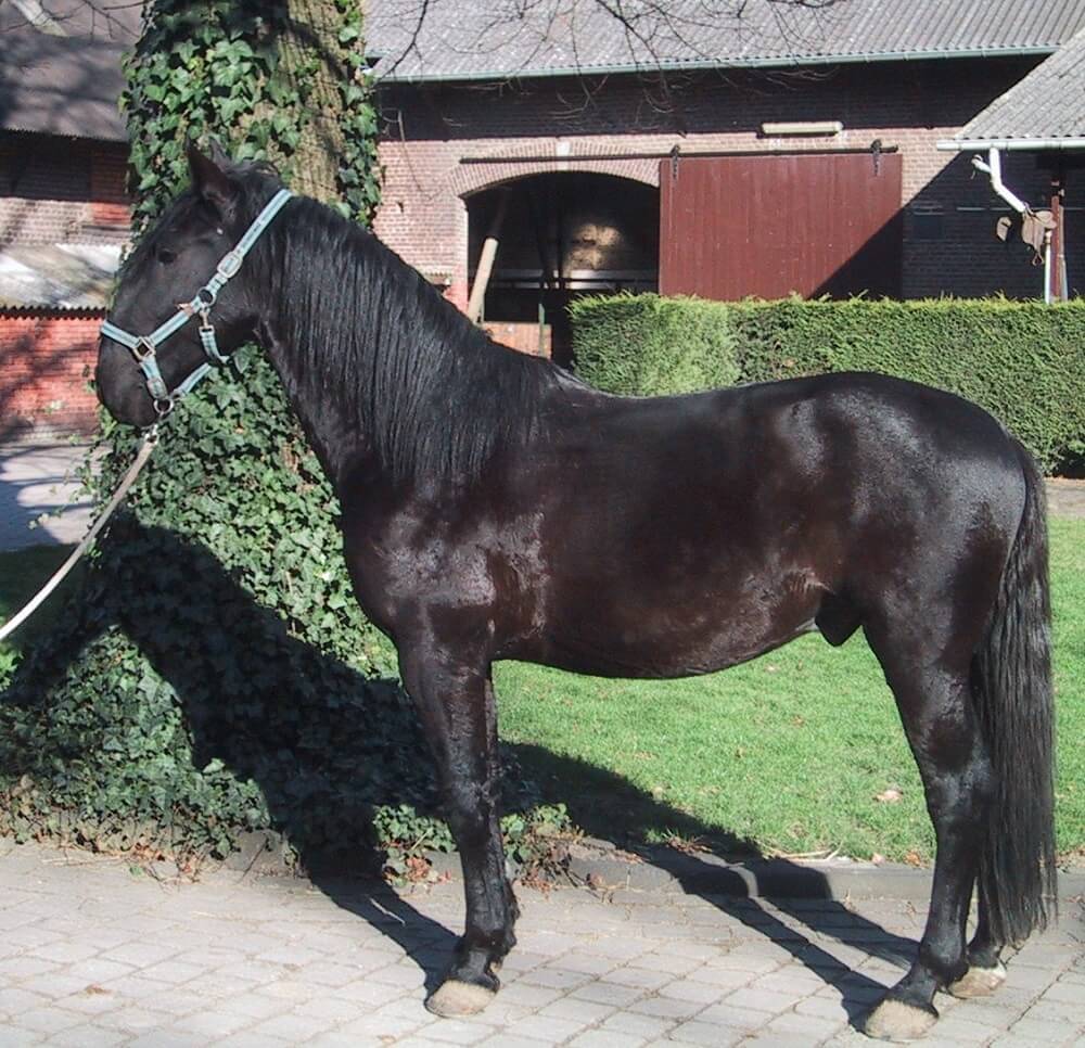 Kladruber horse