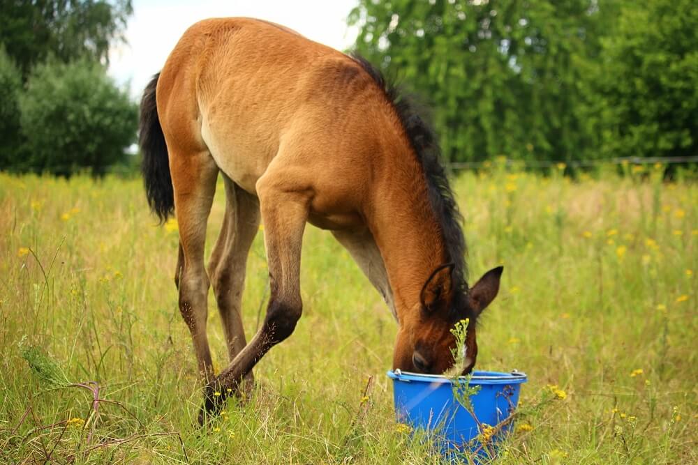 What Can A Horse Eat Safely