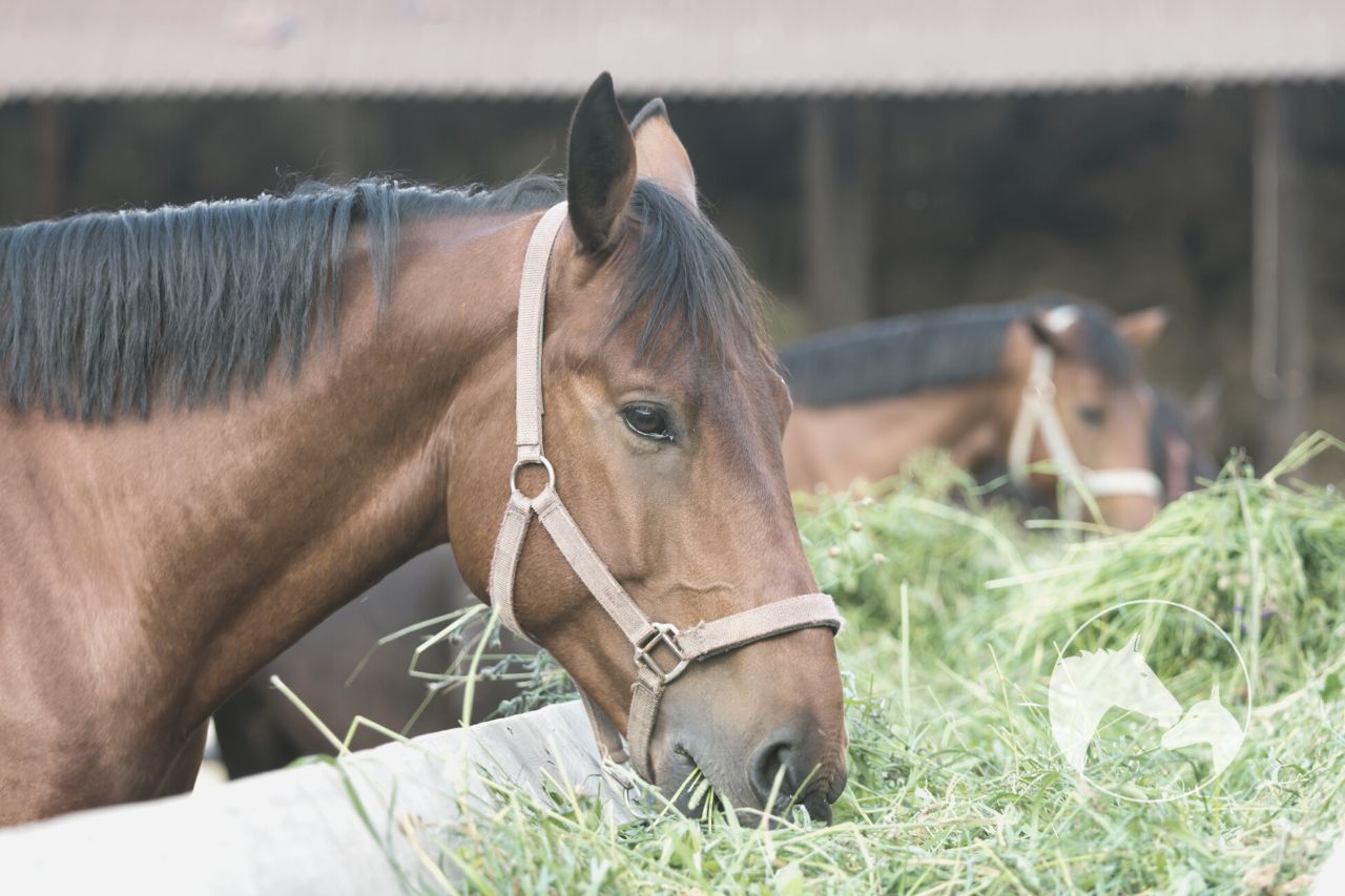 vitamin e deficiency in horses Frequently Asked Questions