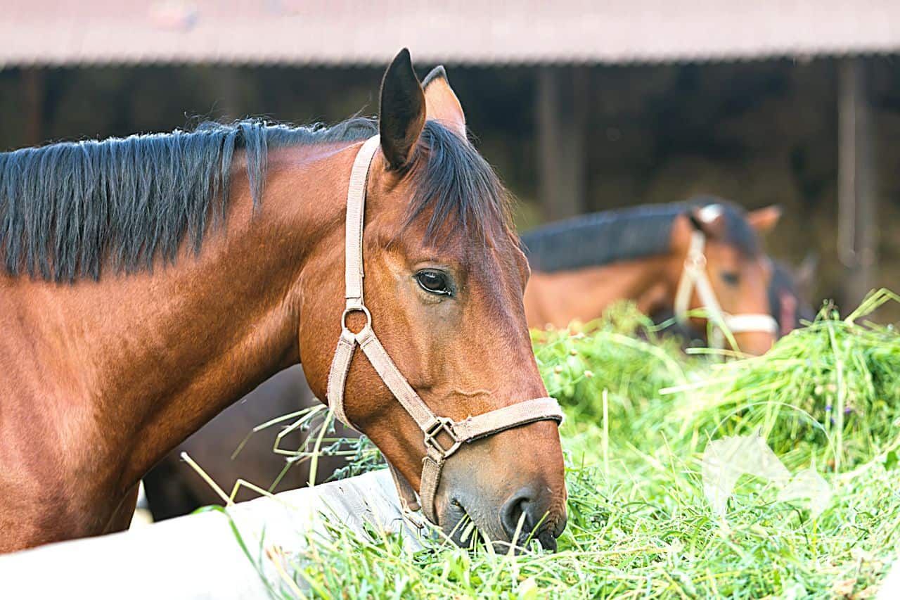 horse digestive system Frequently Asked Questions
