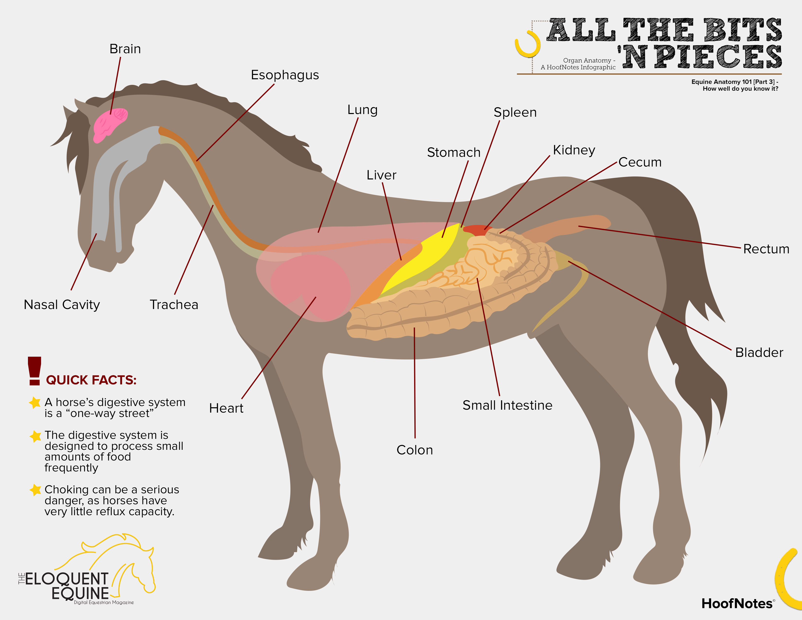 equine digestive system