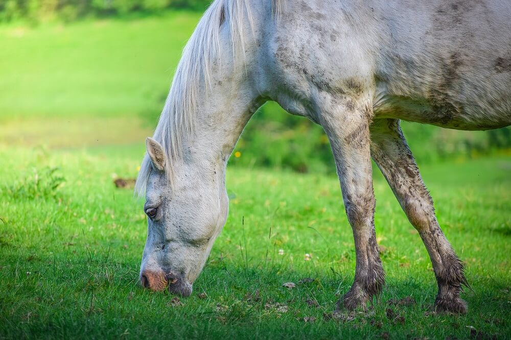 Benefits Of Vitamin E in Horse's Diet