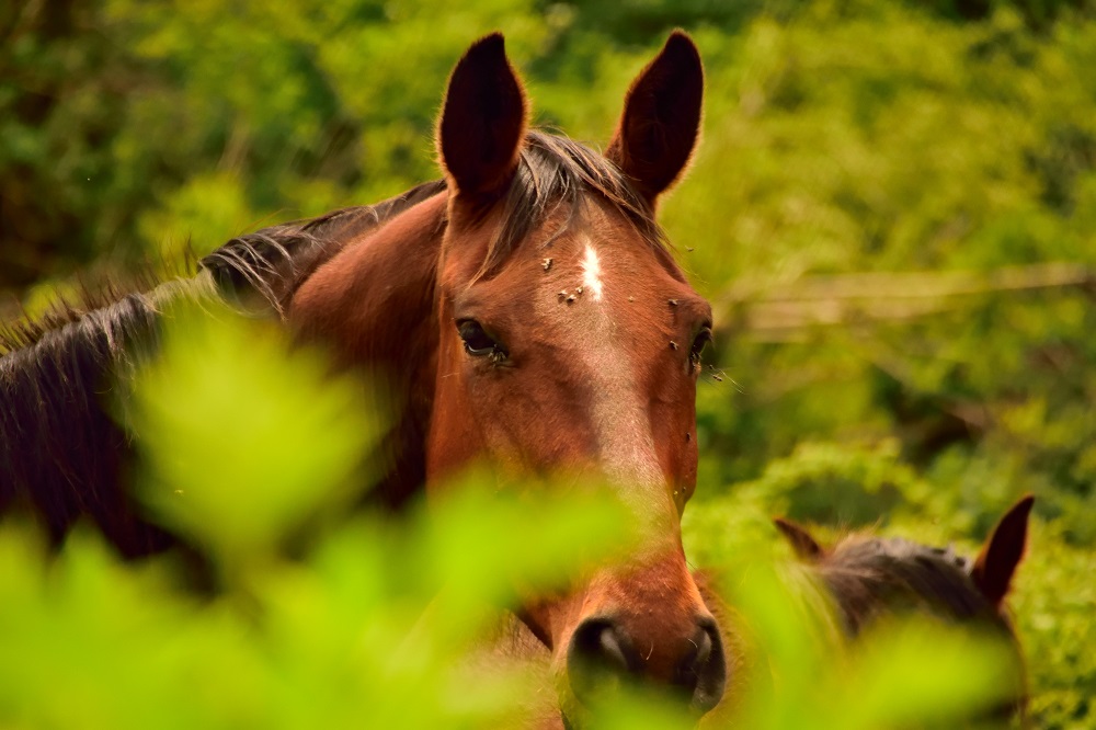 Can severe diarrhea in horses be cured