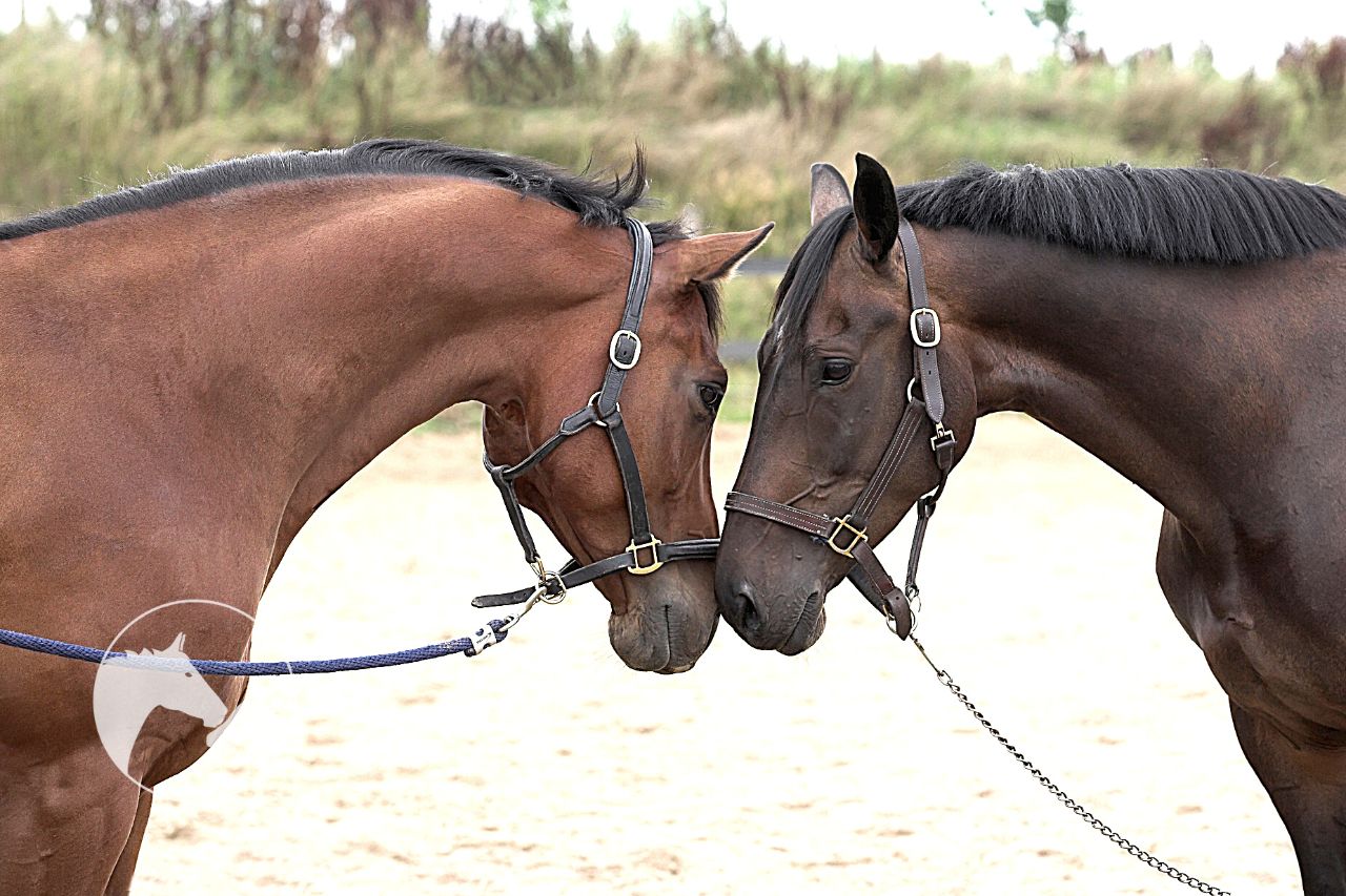 separation anxiety in horses