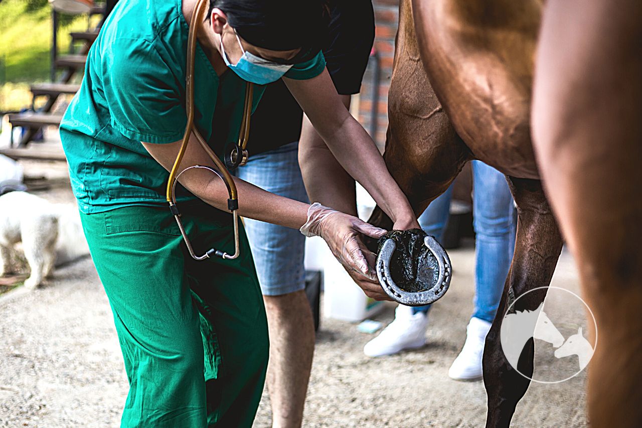 how to become a horse vet