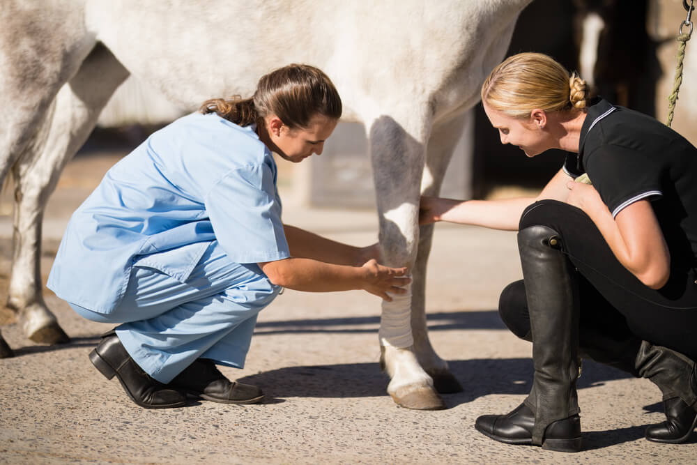 What Does A Horse Vet Do