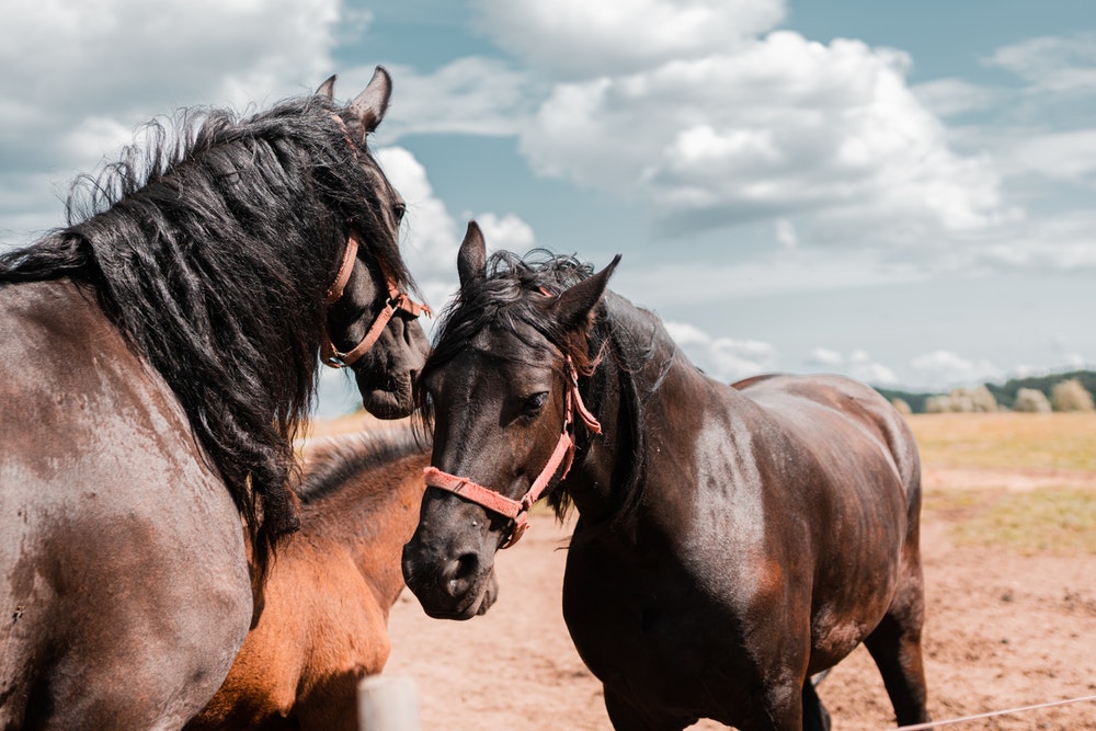 How Can CBD Oil Help A Horse